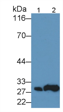 Polyclonal Antibody to B-Cell CLL/Lymphoma 2 Like Protein (Bcl2L)