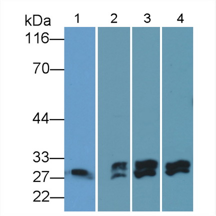 Polyclonal Antibody to B-Cell CLL/Lymphoma 2 Like Protein (Bcl2L)