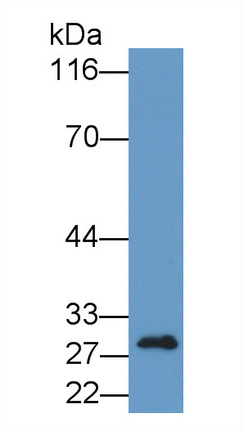 Polyclonal Antibody to B-Cell CLL/Lymphoma 2 Like Protein (Bcl2L)