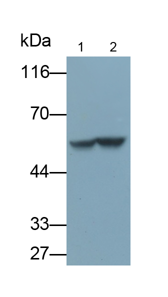 Polyclonal Antibody to FK506 Binding Protein 4 (FKBP4)