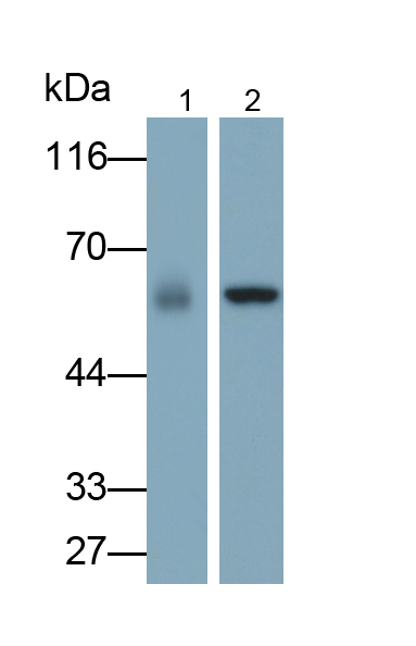 Polyclonal Antibody to FK506 Binding Protein 5 (FKBP5)
