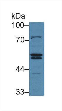 Polyclonal Antibody to SHC-Transforming Protein 1 (SHC1)