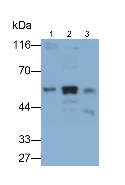 Polyclonal Antibody to Fascin 2 (FSCN2)