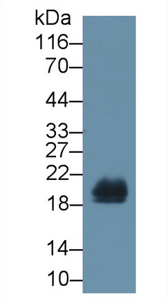 Polyclonal Antibody to Regenerating Islet Derived Protein 1 Beta (REG1b)