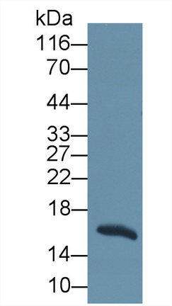 Polyclonal Antibody to Regenerating Islet Derived Protein 1 Beta (REG1b)