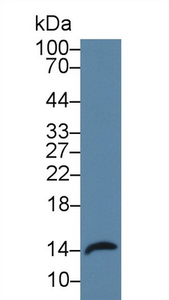 Polyclonal Antibody to Regenerating Islet Derived Protein 3 Alpha (REG3a)