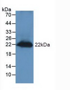 Polyclonal Antibody to Regenerating Islet Derived Protein 3 Gamma (REG3g)