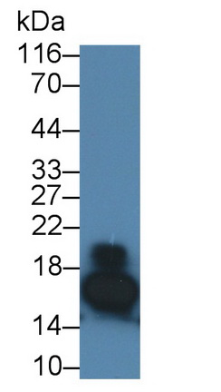 Polyclonal Antibody to Regenerating Islet Derived Protein 3 Gamma (REG3g)