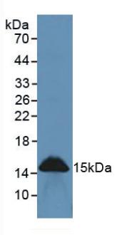 Polyclonal Antibody to Regenerating Islet Derived Protein 3 Gamma (REG3g)