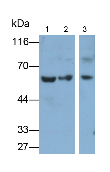 Polyclonal Antibody to Karyopherin Alpha 2 (KPNa2)