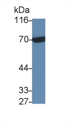 Polyclonal Antibody to Interleukin 20 Receptor Alpha (IL20Ra)