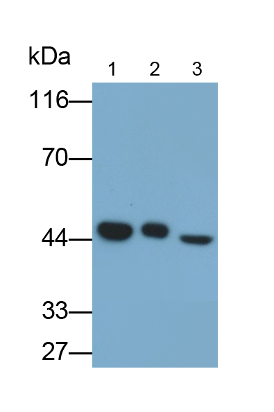 Polyclonal Antibody to Annexin A7 (ANXA7)