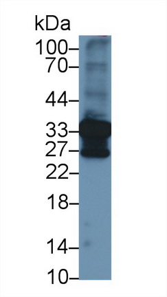 Polyclonal Antibody to Annexin A4 (ANXA4)