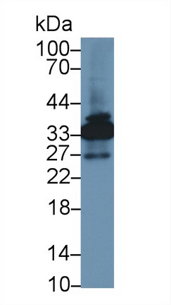 Polyclonal Antibody to Annexin A4 (ANXA4)