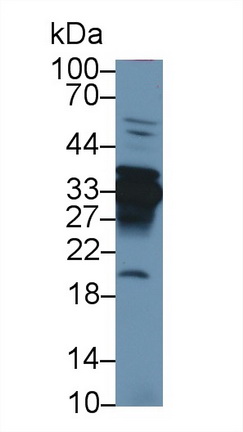 Polyclonal Antibody to Annexin A4 (ANXA4)