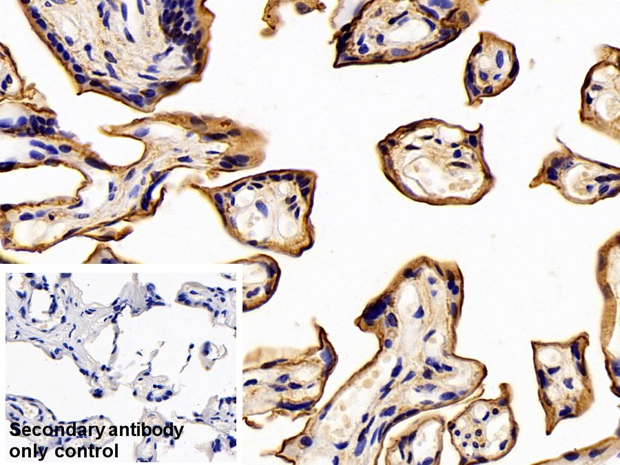 Polyclonal Antibody to Annexin A4 (ANXA4)