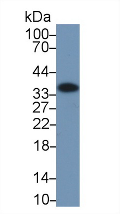 Polyclonal Antibody to Annexin A4 (ANXA4)