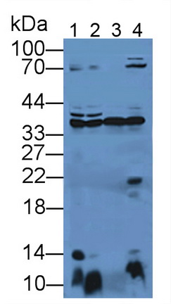 Polyclonal Antibody to Annexin A4 (ANXA4)