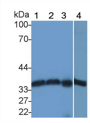 Polyclonal Antibody to Annexin A4 (ANXA4)