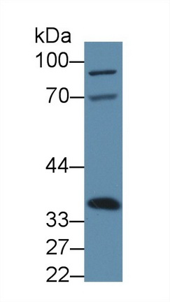 Polyclonal Antibody to Annexin A4 (ANXA4)