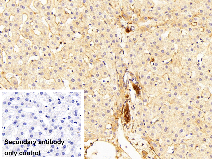 Polyclonal Antibody to Annexin A4 (ANXA4)