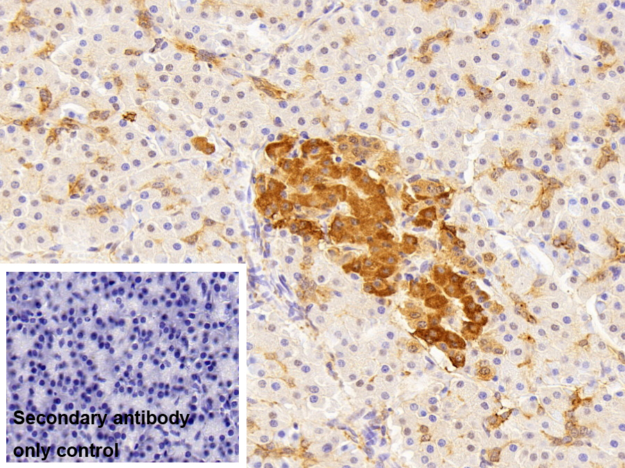 Polyclonal Antibody to Annexin A4 (ANXA4)