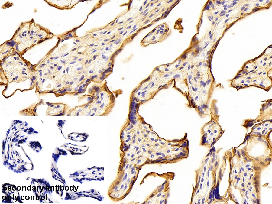 Polyclonal Antibody to Annexin A4 (ANXA4)