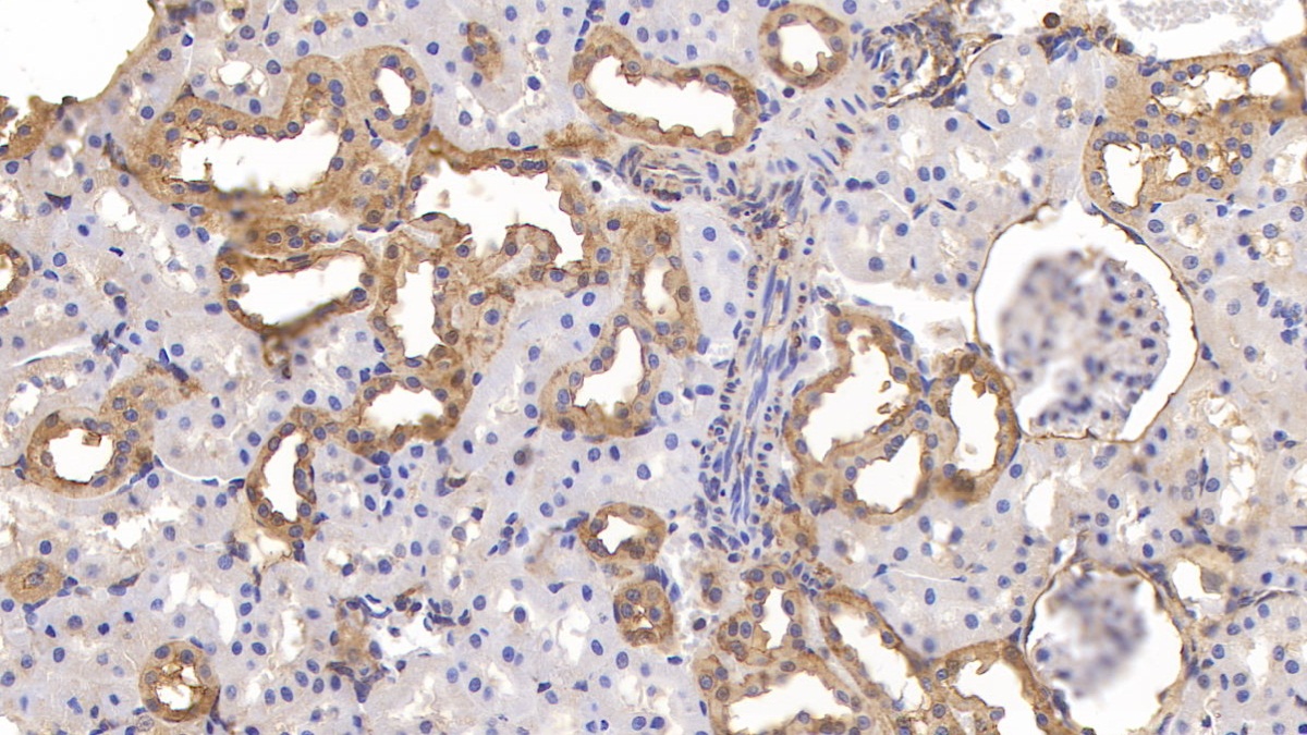 Polyclonal Antibody to Annexin A4 (ANXA4)