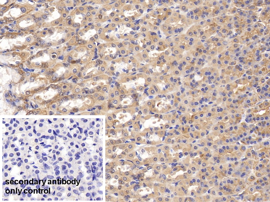 Polyclonal Antibody to Annexin A4 (ANXA4)