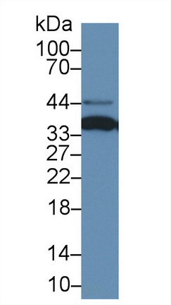 Polyclonal Antibody to Annexin A4 (ANXA4)