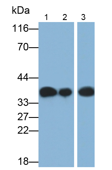 Polyclonal Antibody to Annexin A1 (ANXA1)