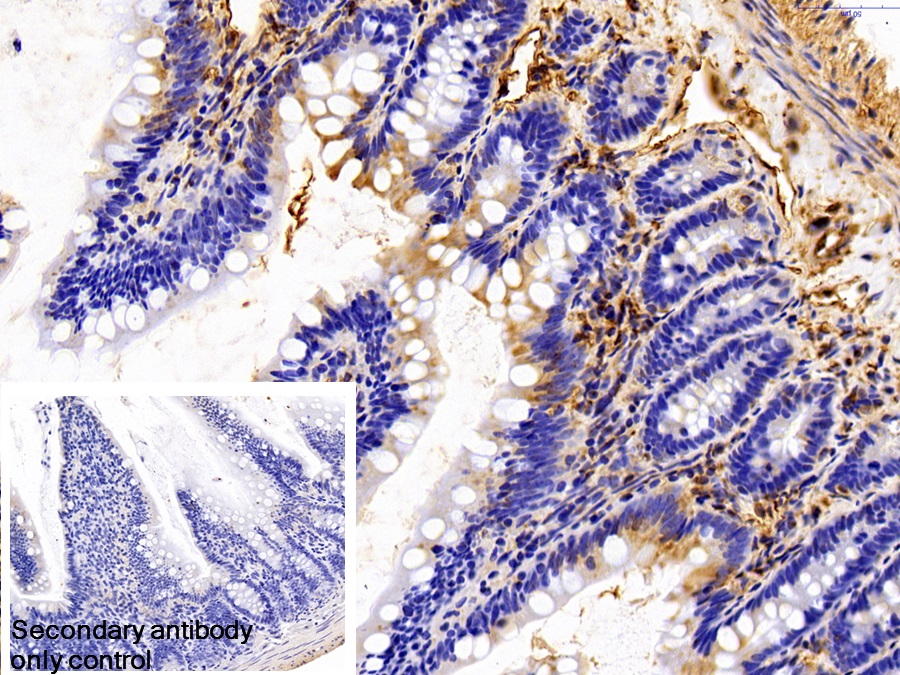 Polyclonal Antibody to Annexin A1 (ANXA1)