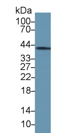 Polyclonal Antibody to Annexin A1 (ANXA1)