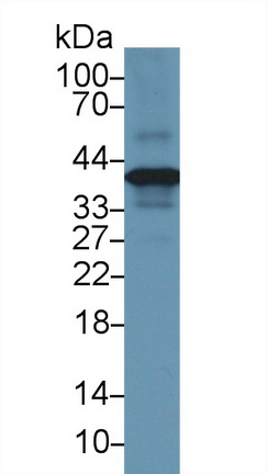 Polyclonal Antibody to Annexin A1 (ANXA1)