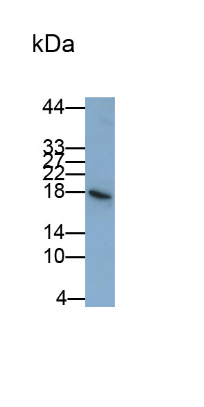 Polyclonal Antibody to Interleukin 1 Epsilon (IL1e)