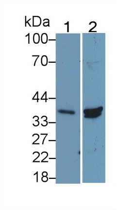 Polyclonal Antibody to Histone Deacetylase 11 (HDAC11)