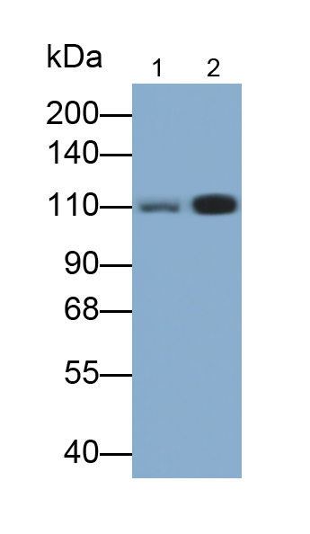 Polyclonal Antibody to Sirtuin 1 (SIRT1)