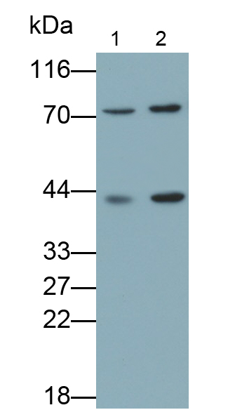 Polyclonal Antibody to Sirtuin 4 (SIRT4)