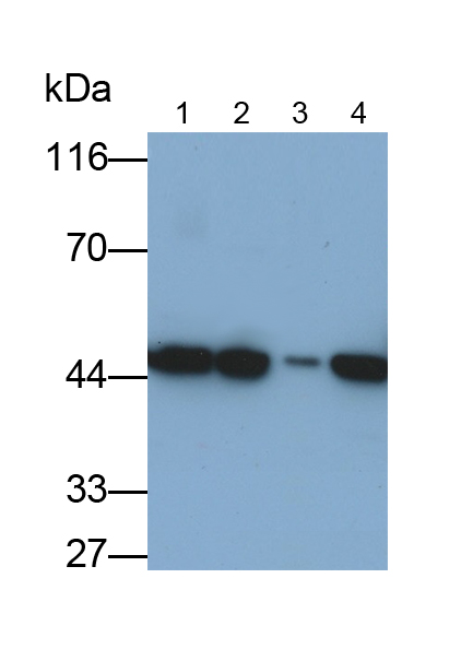 Polyclonal Antibody to Eukaryotic Translation Initiation Factor 4A1 (EIF4A1)