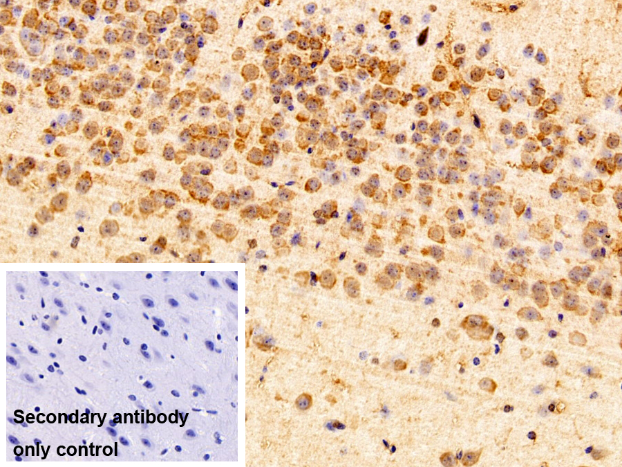 Polyclonal Antibody to Eukaryotic Translation Elongation Factor 1 Beta 2 (EEF1b2)