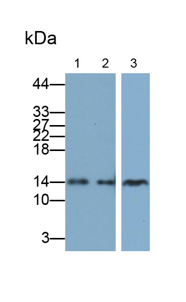 Polyclonal Antibody to Profilin 2 (PFN2)