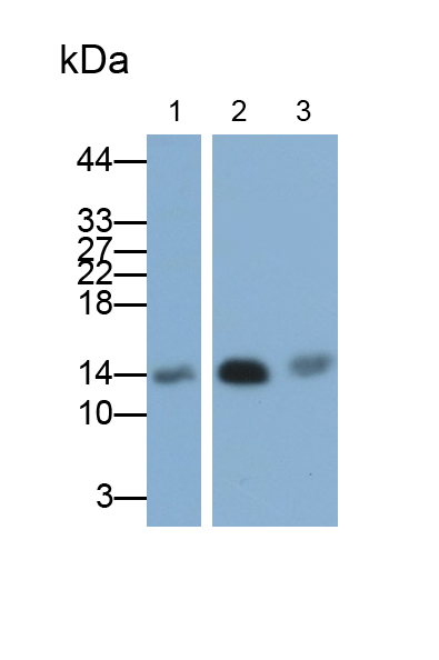 Polyclonal Antibody to Profilin 2 (PFN2)
