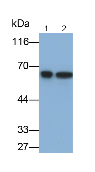 Polyclonal Antibody to Heterogeneous Nuclear Ribonucleoprotein K (HNRPK)