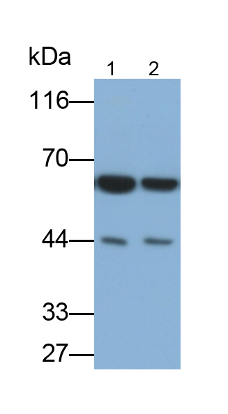 Polyclonal Antibody to Heterogeneous Nuclear Ribonucleoprotein K (HNRPK)