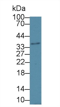 Polyclonal Antibody to 17-Beta-Hydroxysteroid Dehydrogenase Type 12 (HSD17b12)