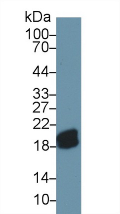 Polyclonal Antibody to Complexin 2 (CPLX2)