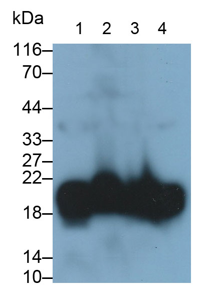 Polyclonal Antibody to Complexin 2 (CPLX2)