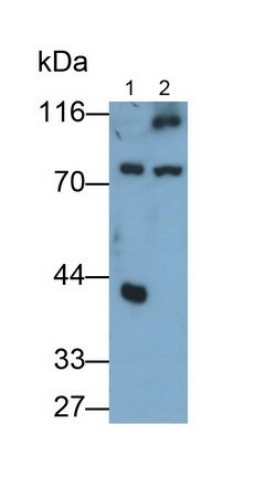 Polyclonal Antibody to Exocyst Complex Component 3 (EXOC3)