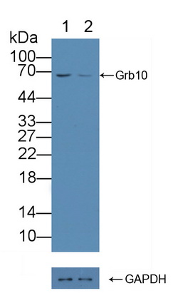Polyclonal Antibody to Growth Factor Receptor Bound Protein 10 (Grb10)