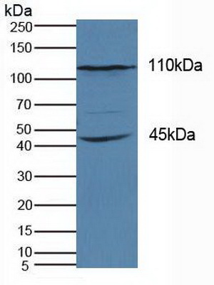 Polyclonal Antibody to Kinesin Family, Member 18A (KIF18A)